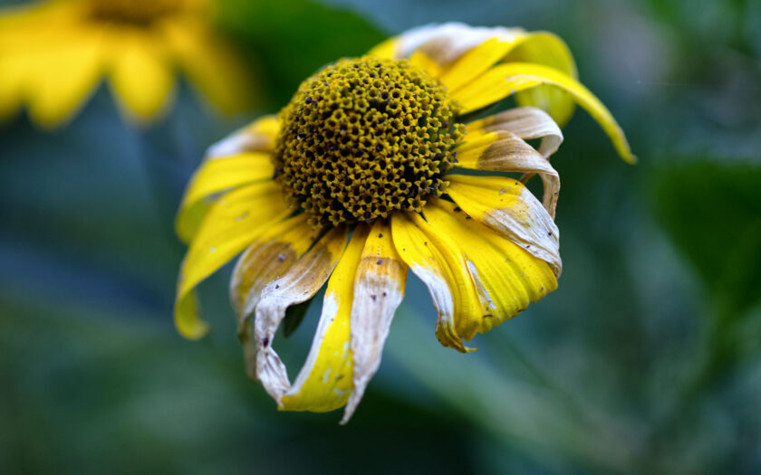 Eine Blüte. Foto: Hufner