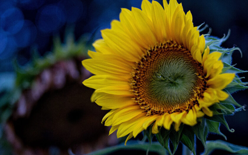 Sonnenblume im August. Foto: Hufner